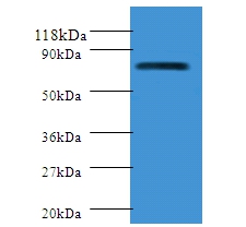 Polymeric immunoglobulin receptor Polyclonal Antibody