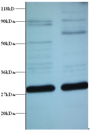 ES1 protein homolog, mitochondrial Polyclonal Antibody