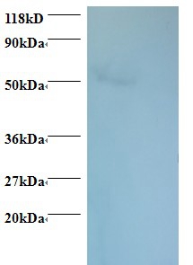 Rhombotin-1 Polyclonal Antibody