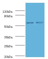 Non-specific lipid-transfer protein Polyclonal Antibody