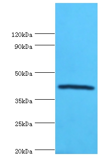 Selenoprotein P Polyclonal Antibody