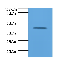 HLA class I histocompatibility antigen, alpha chain G Polyclonal Antibody