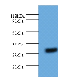 14-3-3 protein eta Polyclonal Antibody