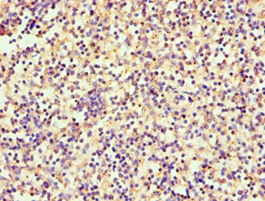 SRGN Polyclonal Antibody