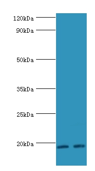 SRGN Polyclonal Antibody