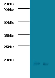 Signal recognition particle 19 kDa protein Polyclonal Antibody