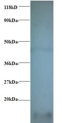 Cytochrome c oxidase subunit 6A1, mitochondrial Polyclonal Antibody