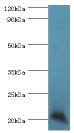 Ganglioside GM2 activator Polyclonal Antibody