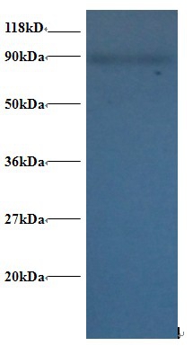 60S ribosomal protein L38 Polyclonal Antibody