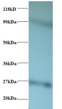 60S ribosomal protein L17 Polyclonal Antibody