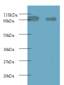 40S ribosomal protein S12 Polyclonal Antibody