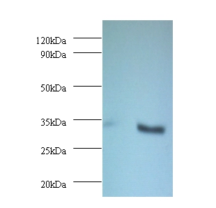 NADH-cytochrome b5 reductase 3 Polyclonal Antibody