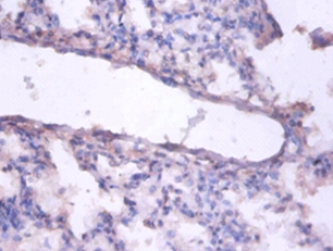 Enhancer of rudimentary homolog Polyclonal Antibody