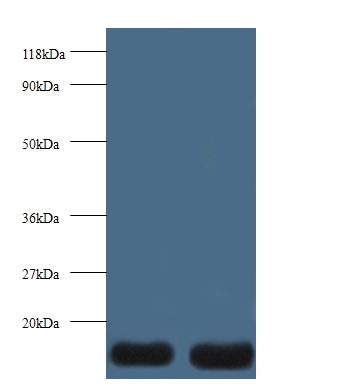 Thioredoxin`Polyclonal Antibody