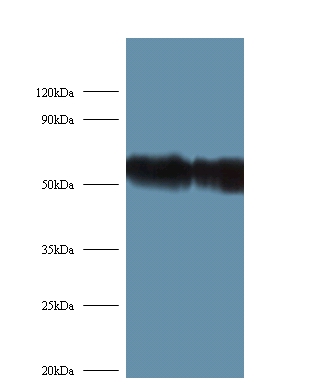 Ribosomal protein S6 kinase beta-2 Polyclonal Antibody