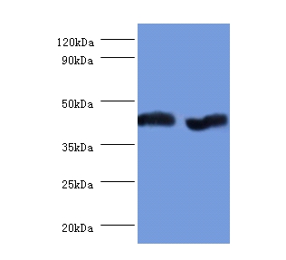 Aspartate aminotransferase, mitochondrial Polyclonal Antibody