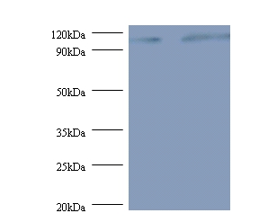 Exostosin-like 3 Polyclonal Antibody