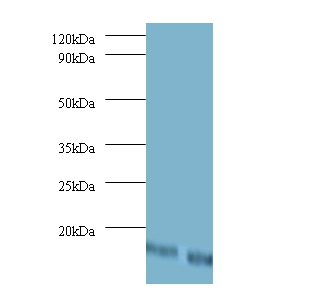 Dolichyl-diphosphooligosaccharide--protein glycosyltransferase subunit DAD1 Polyclonal Antibody