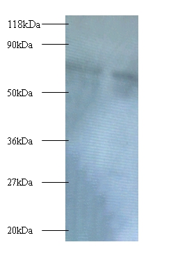 Polycomb complex protein BMI-1 Polyclonal Antibody