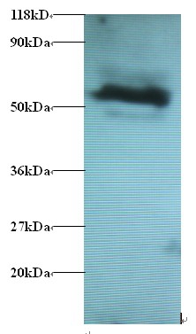 Gamma-aminobutyric acid receptor-associated protein-like 2 Polyclonal Antibody