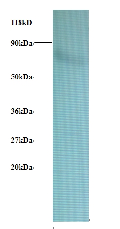 Heat shock protein 75 kDa, mitochondrial Polyclonal Antibody