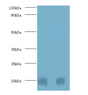 Protein DJ-1 Polyclonal Antibody