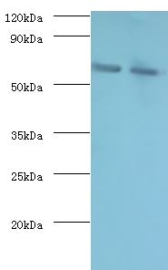 Negative elongation factor B Polyclonal Antibody