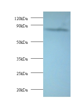 AFG3-like protein 2 Polyclonal Antibody