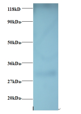 G-protein coupled receptor 161 Polyclonal Antibody