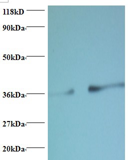 Phosphatidylserine synthase 1 Polyclonal Antibody