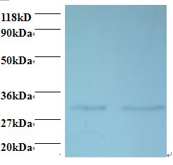 39S ribosomal protein L9, mitochondrial Polyclonal Antibody