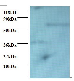 Programmed cell death protein 6 Polyclonal Antibody