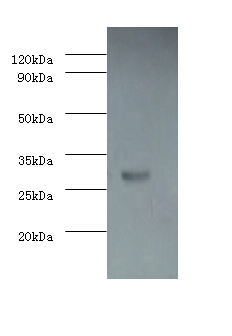 Caspase-3 Polyclonal Antibody