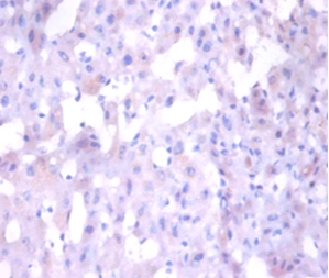 Angiogenin Polyclonal Antibody