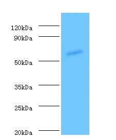 Angiopoietin-1 Polyclonal Antibody