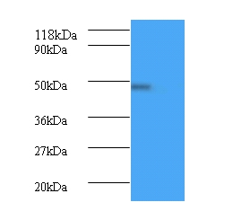 Bone morphogenetic protein 7 Polyclonal Antibody