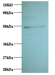 C-C motif chemokine 2 Polyclonal Antibody