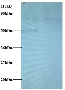 C-C motif chemokine 22 Polyclonal Antibody