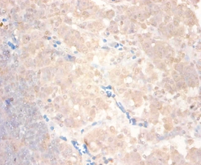 C-C motif chemokine 24 Polyclonal Antibody