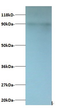 C-X-C motif chemokine 5 Polyclonal Antibody