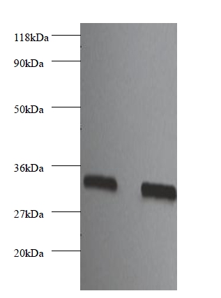 Heparin-binding growth factor 2 Polyclonal Antibody