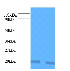 Interleukin-1 receptor antagonist Polyclonal Antibody