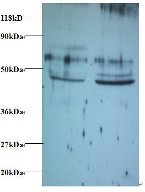 Tumor necrosis factor ligand superfamily member 14 Polyclonal Antibody