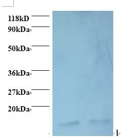 Macrophage migration inhibitory factor Polyclonal Antibody