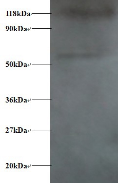 Alpha-synuclein Polyclonal Antibody