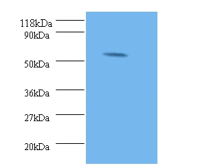 Stromelysin-2 Polyclonal Antibody