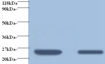 Retinol-binding protein 4 Polyclonal Antibody