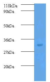 Transforming growth factor beta-2 Polyclonal Antibody