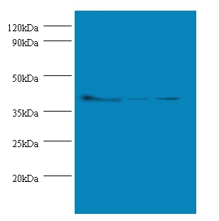 Actin, cytoplasmic 1 Polyclonal Antibody