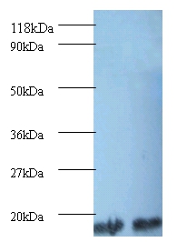 Peptidyl-prolyl cis-trans isomerase A Polyclonal Antibody